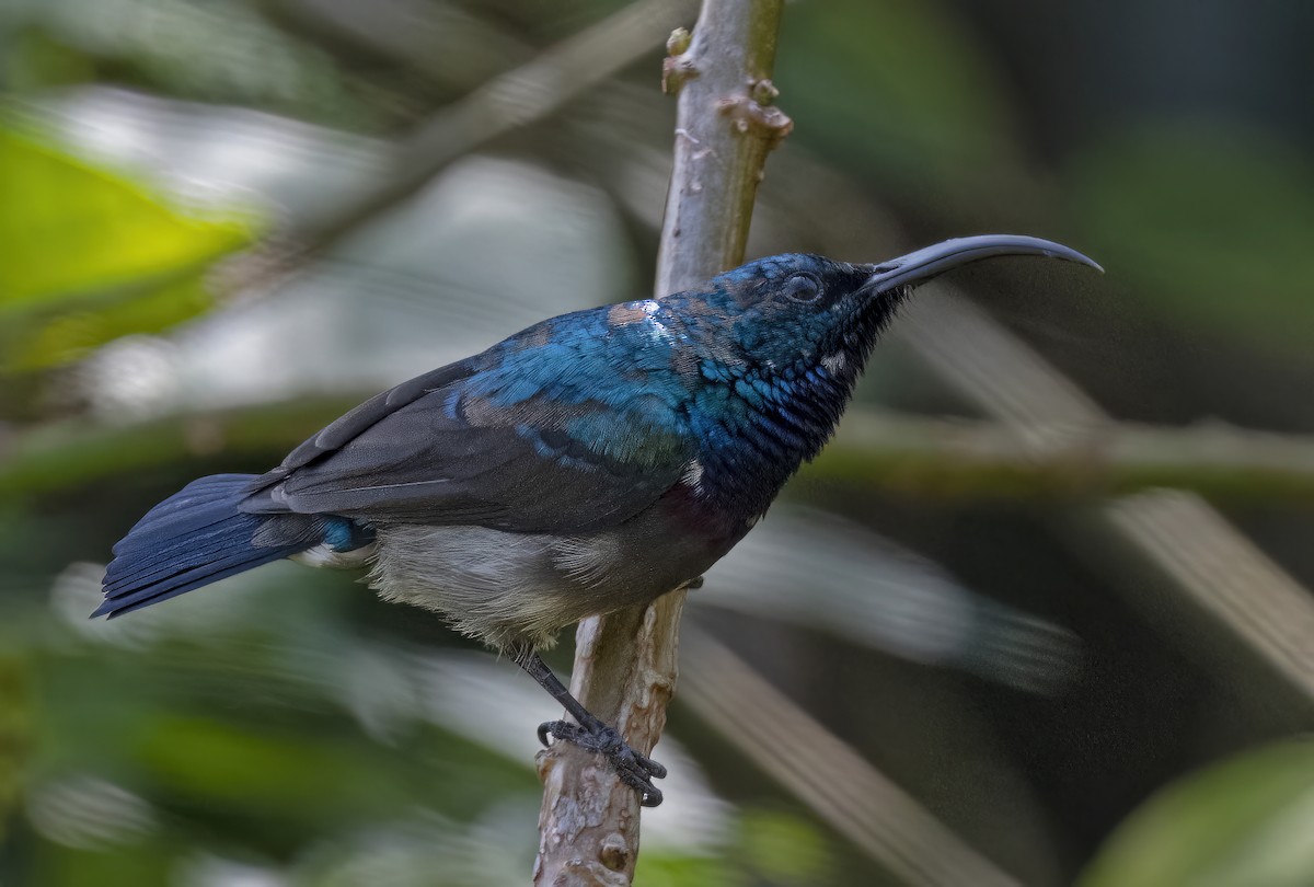 Loten's Sunbird - Sourav Halder