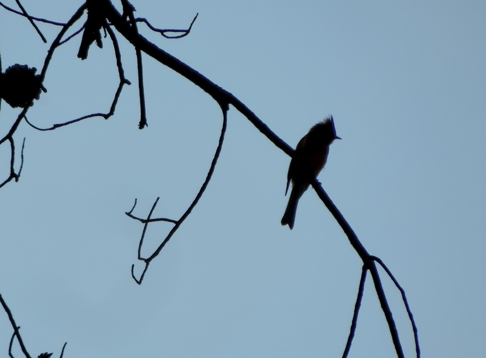 Tufted Flycatcher - ML614816316