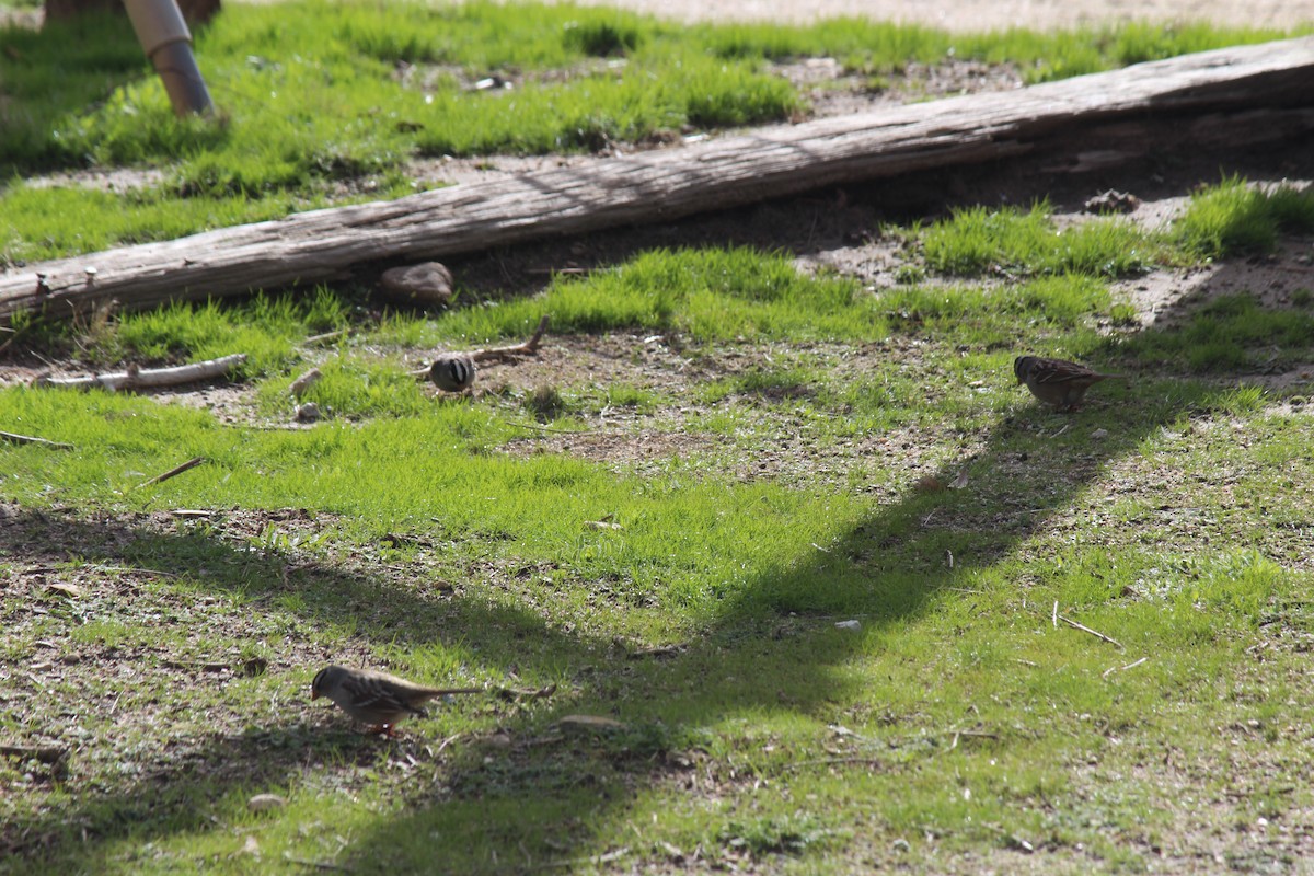 White-crowned Sparrow - ML614816322