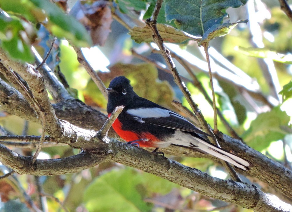 Painted Redstart - ML614816328