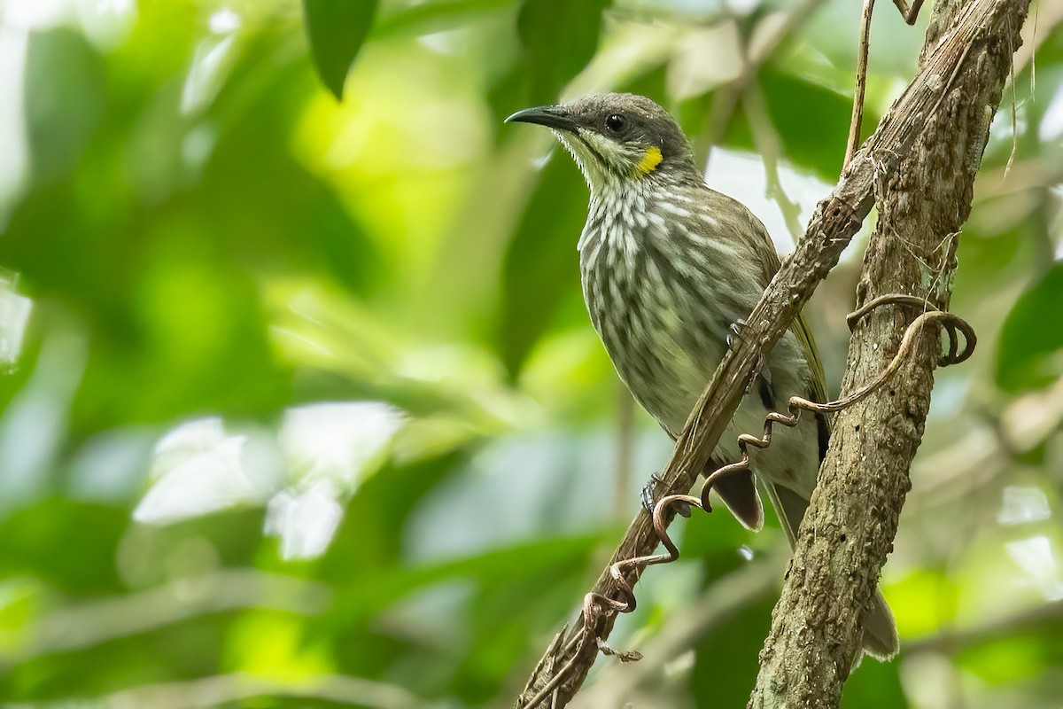 Streak-breasted Honeyeater - ML614816333