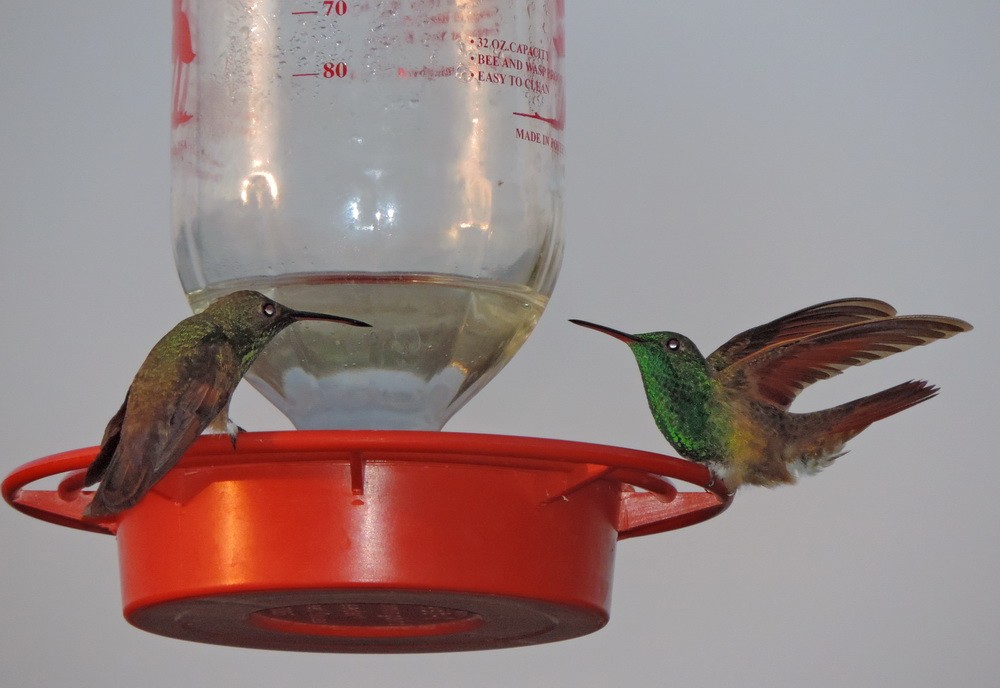 kolibřík mexický - ML614816352