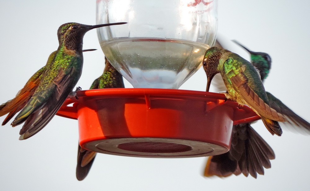 kolibřík skvostný - ML614816361