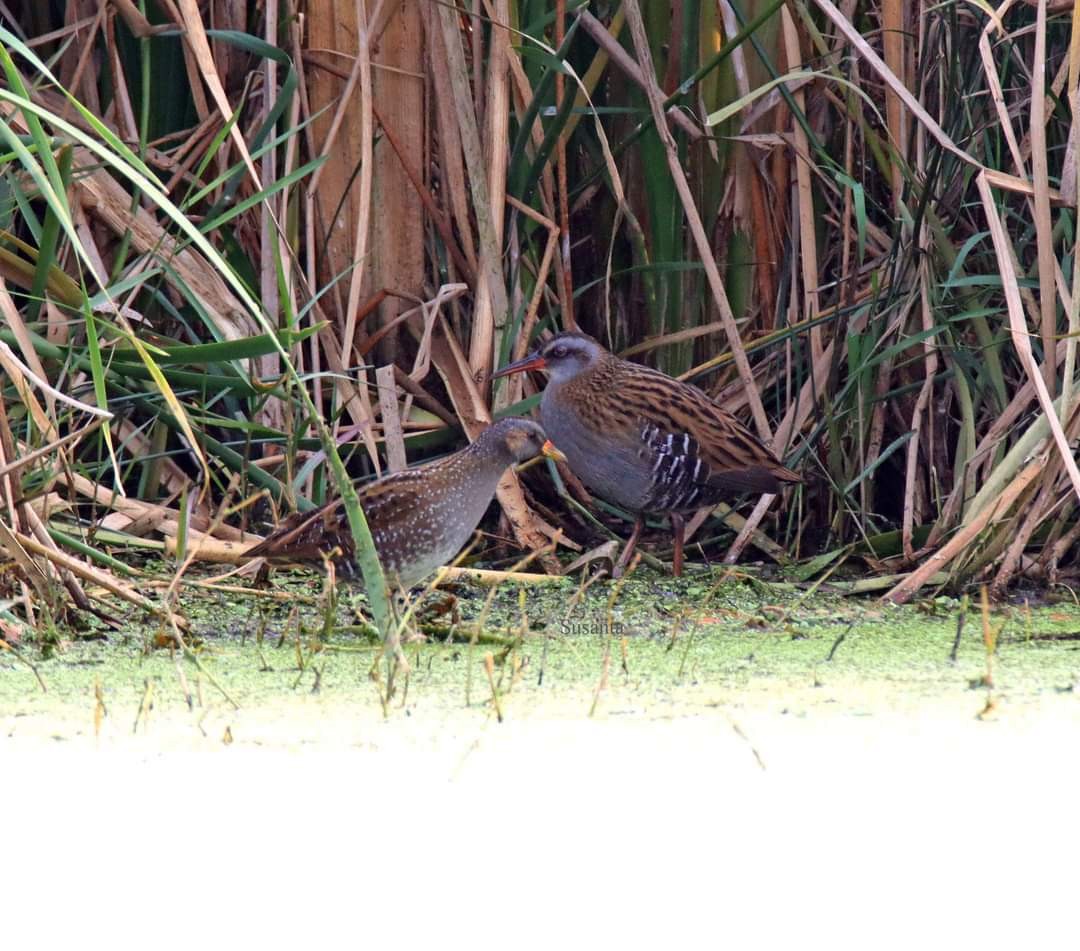 Spotted Crake - ML614816363