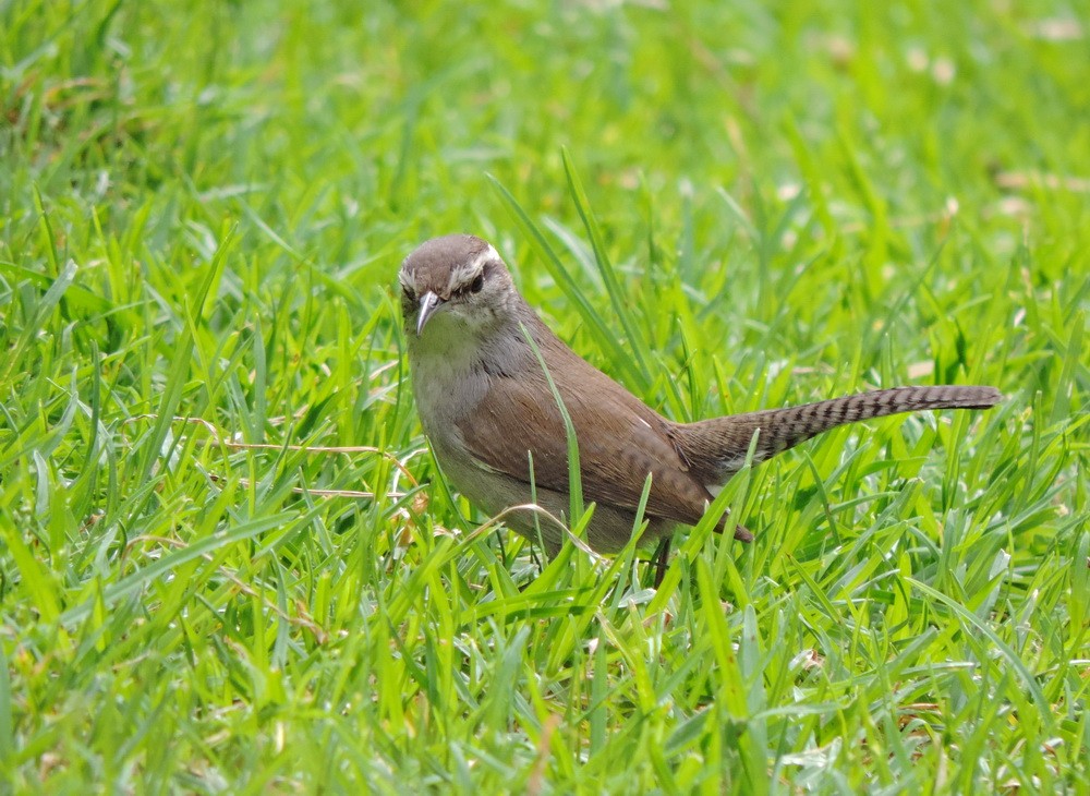 Bewick's Wren - ML614816397