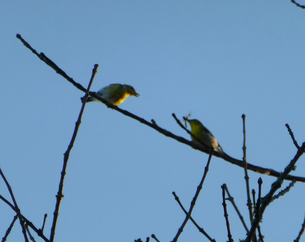 Yellow-throated Vireo - tom aversa