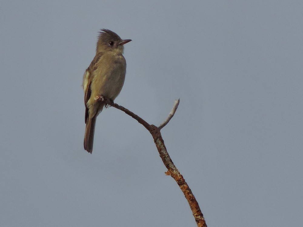Pileated Flycatcher - Claus Holzapfel
