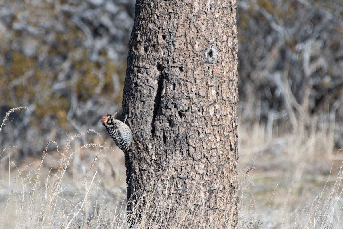 Ladder-backed Woodpecker - ML614816522