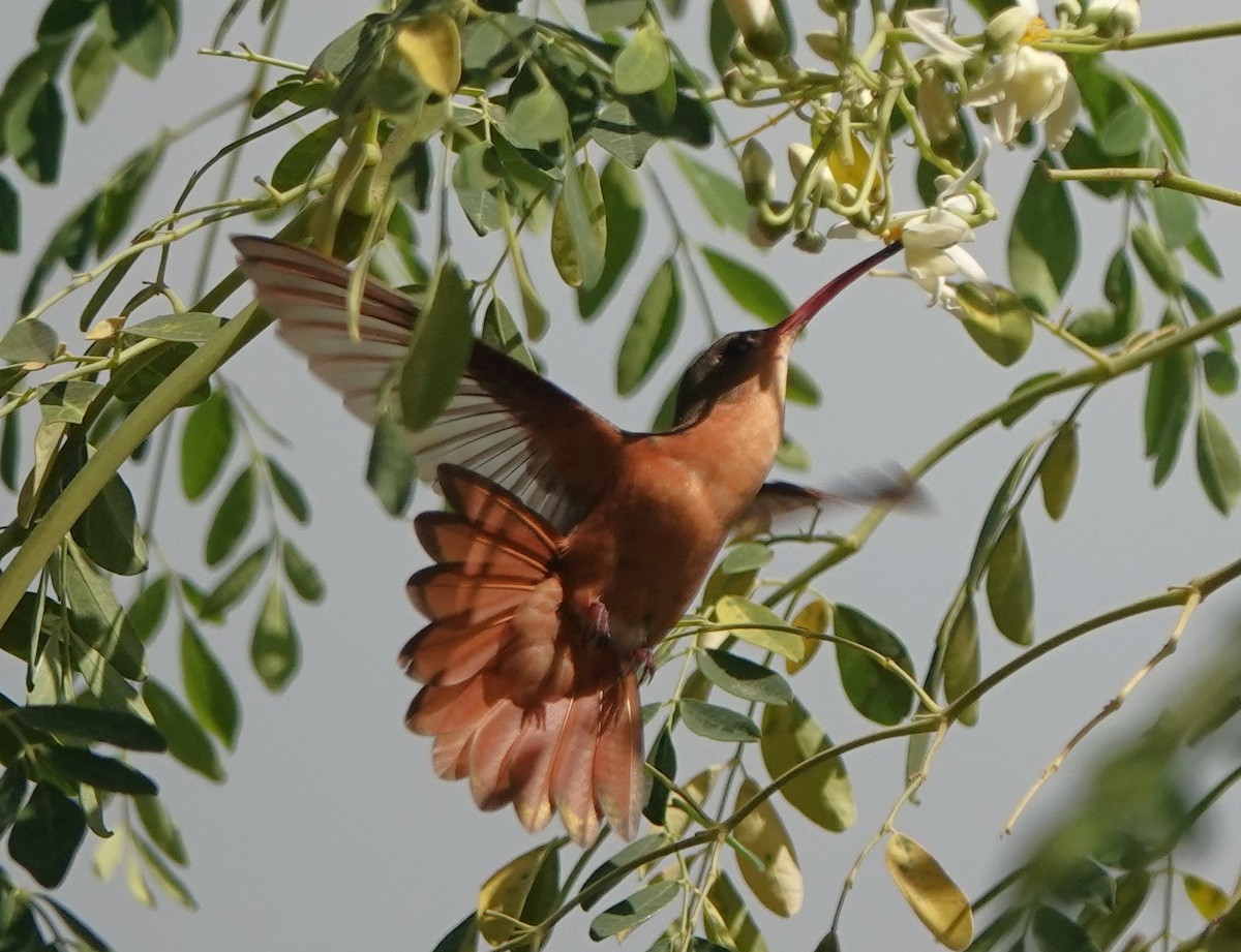 Cinnamon Hummingbird - ML614816532