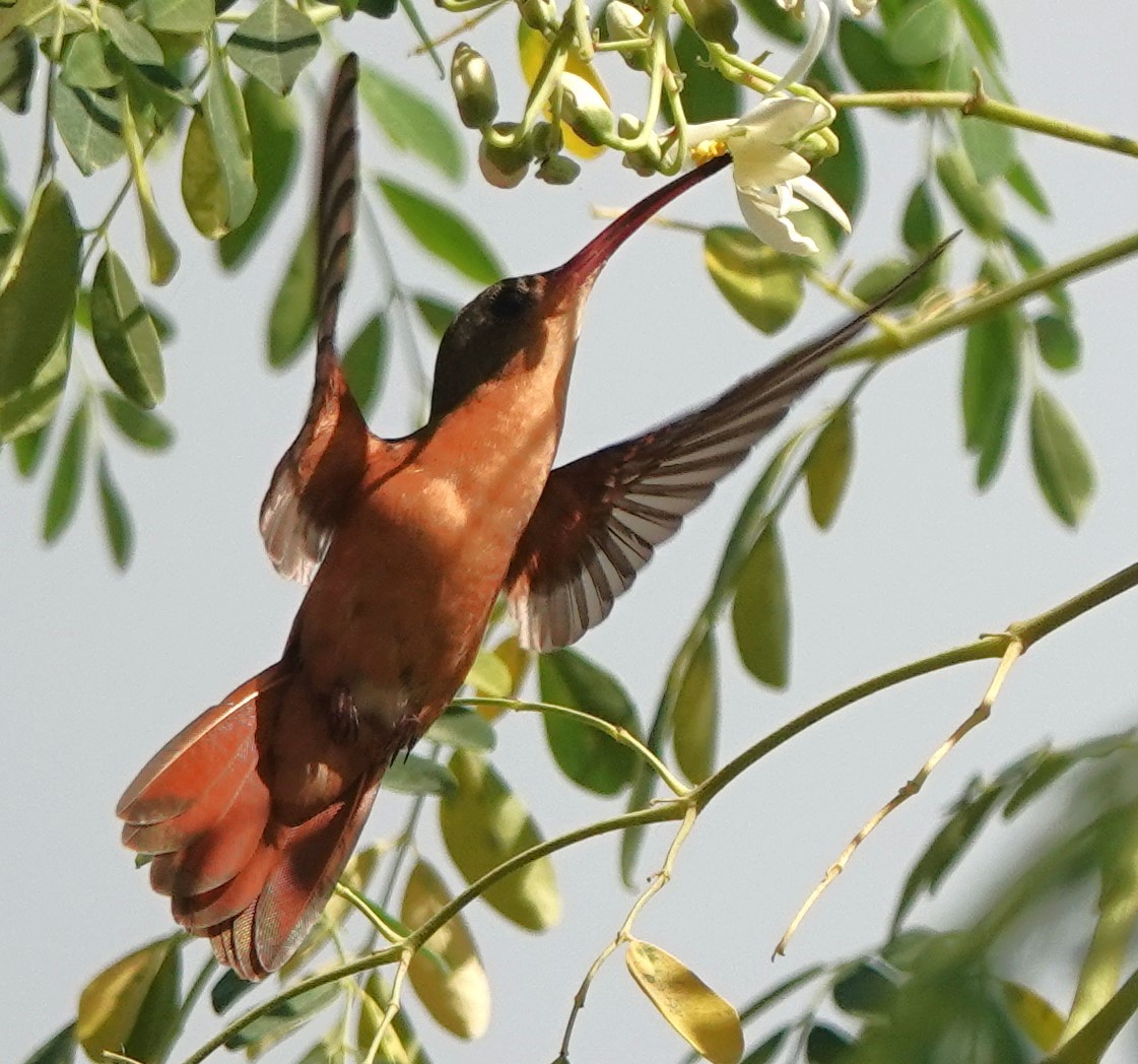 Cinnamon Hummingbird - ML614816533