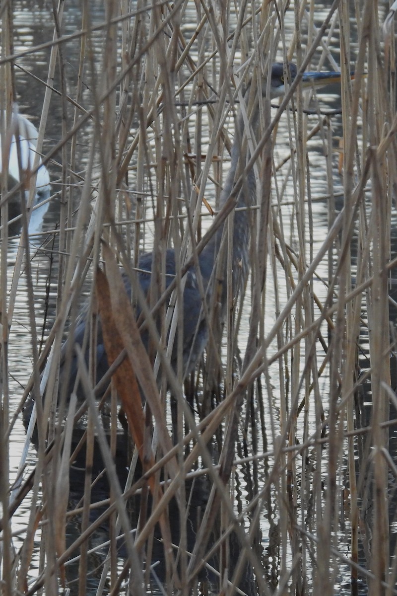 Great Blue Heron - ML614816542