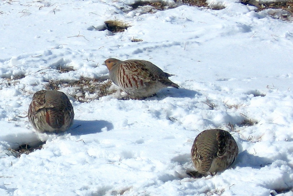 Gray Partridge - Yves Gauthier (Mtl)