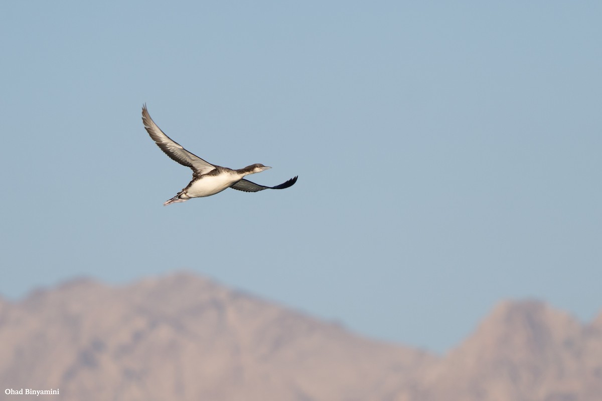 Pacific Loon - ML614816553