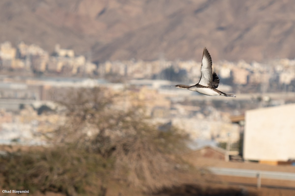 Pacific Loon - Ohad Binyamini