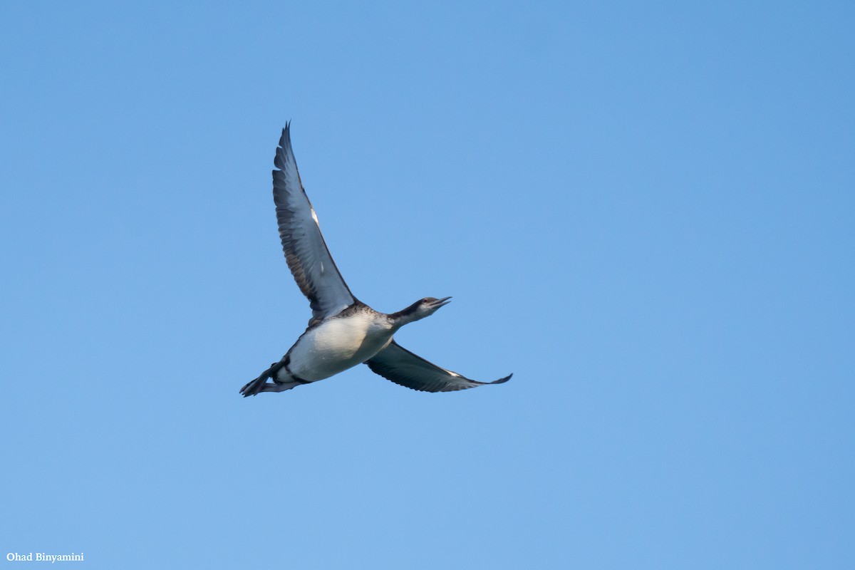 Pacific Loon - Ohad Binyamini