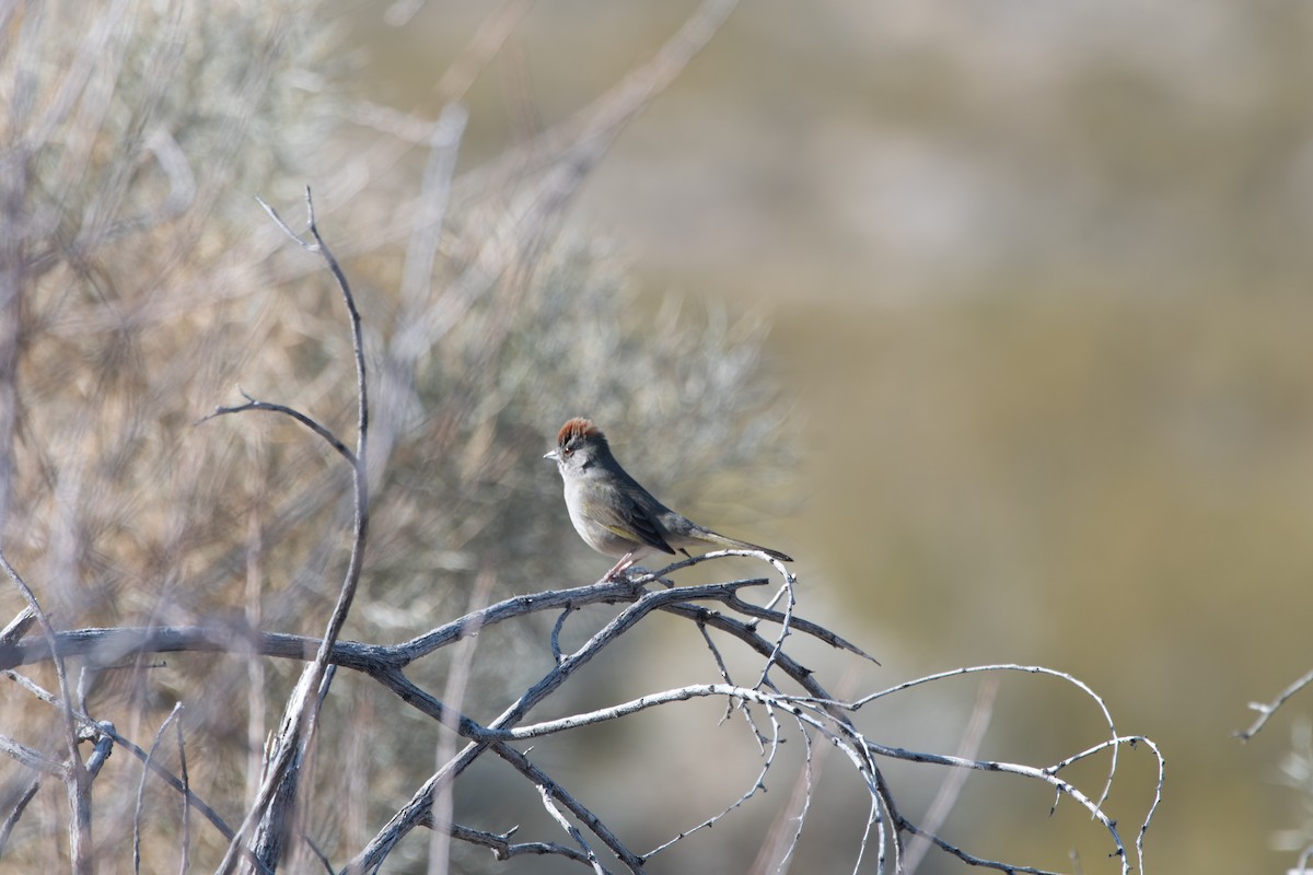 Green-tailed Towhee - ML614816586