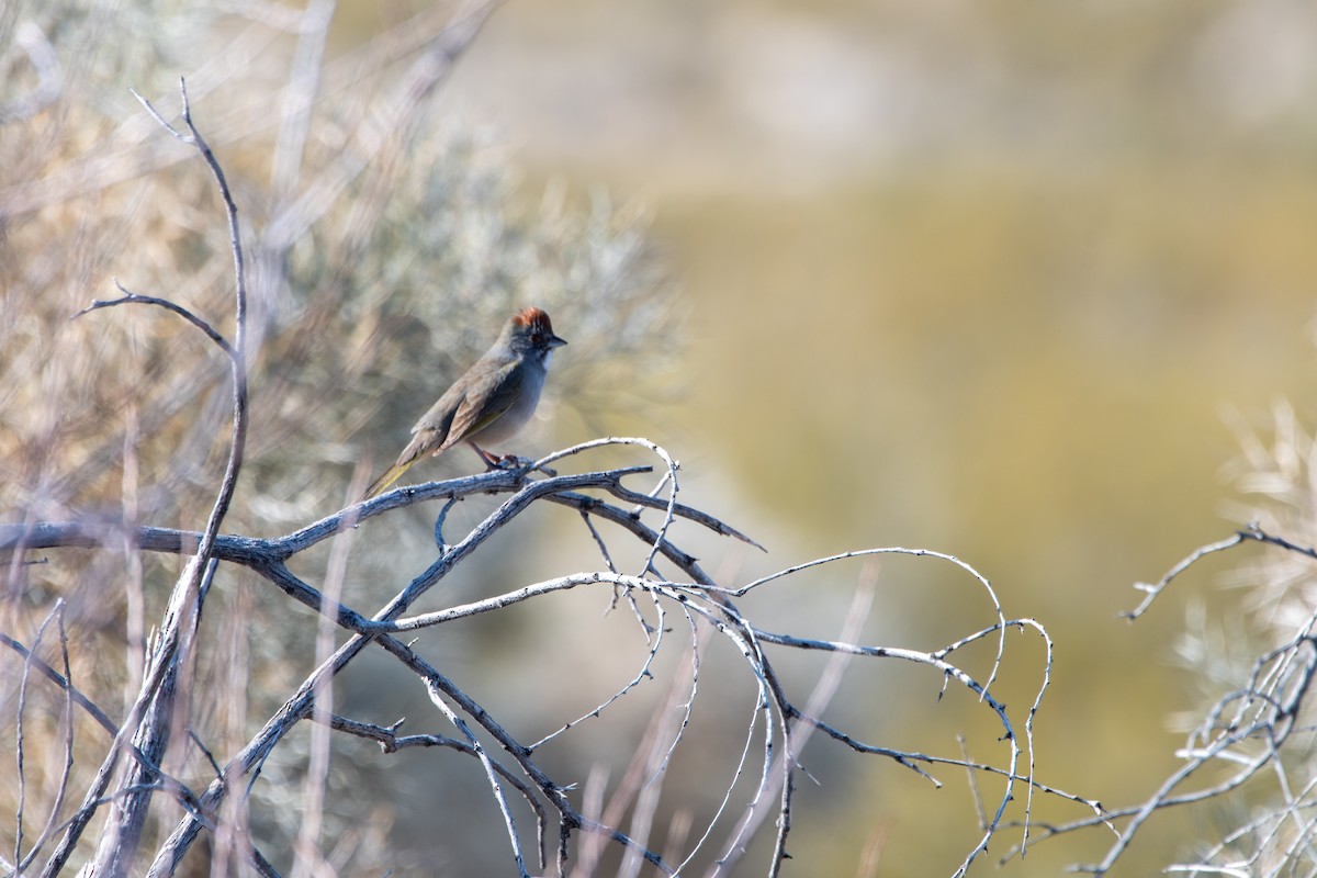 Green-tailed Towhee - ML614816587