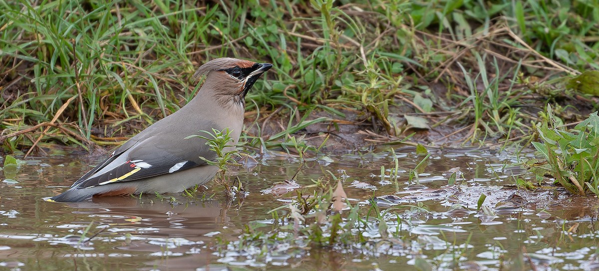 Bohemian Waxwing - ML614816615