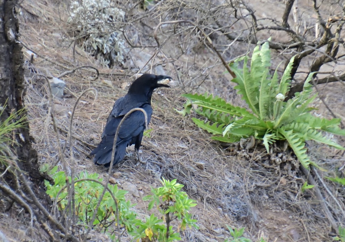 Common Raven - ML614816617