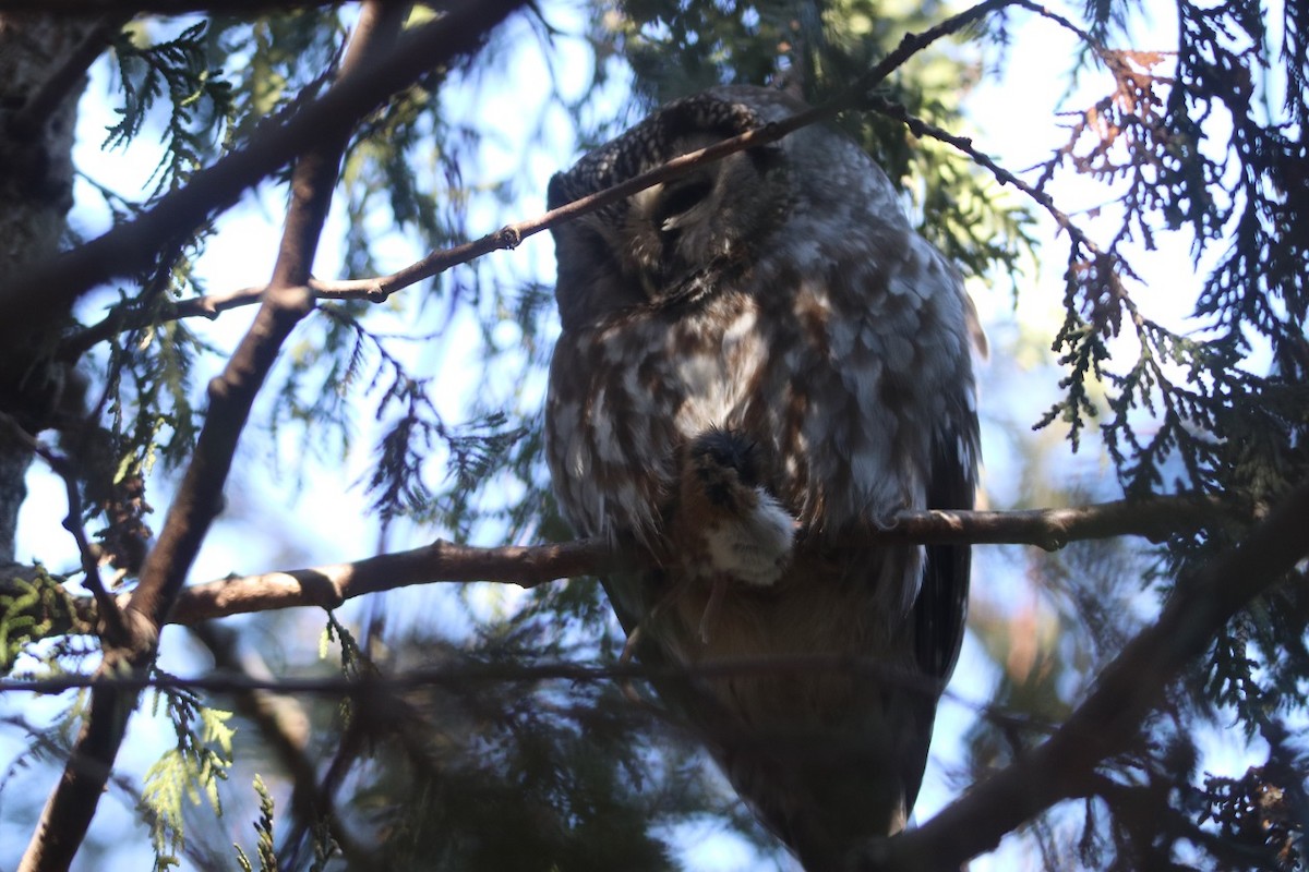 Boreal Owl - Alain Sheinck