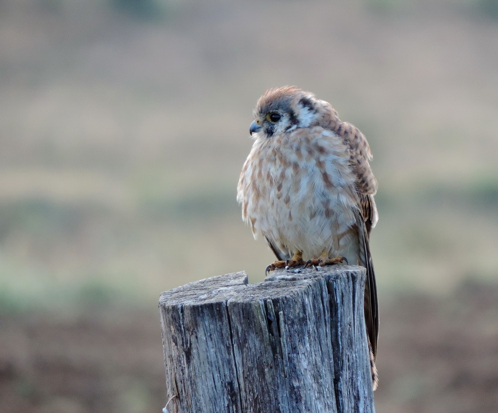 American Kestrel - ML614816659