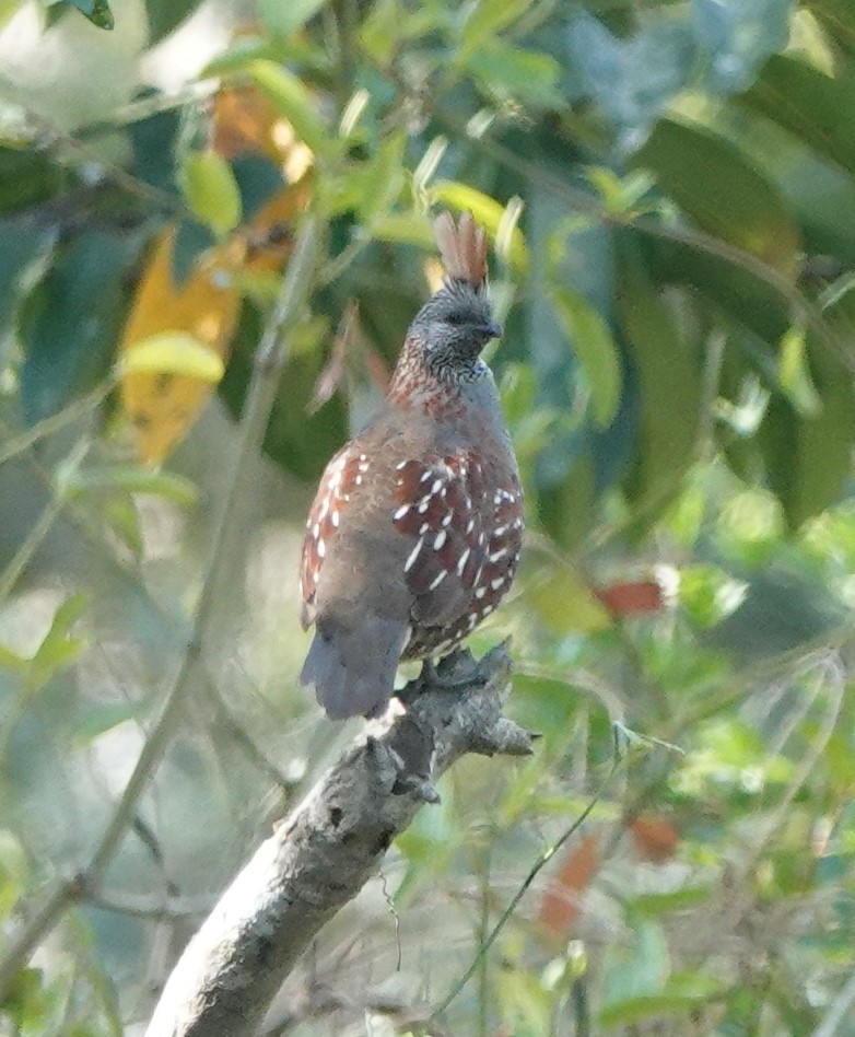 Elegant Quail - ML614816661