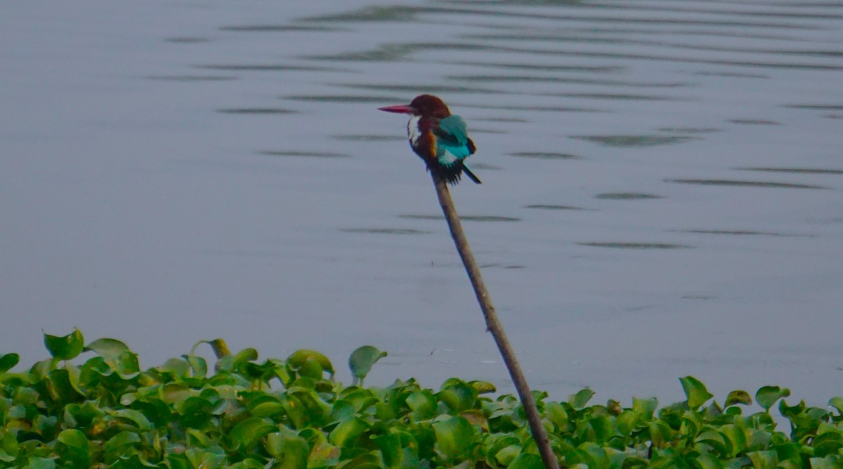 White-throated Kingfisher - ML614816665