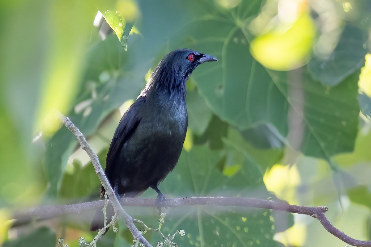 Short-tailed Starling - Daniel Danckwerts (Rockjumper Birding Tours)