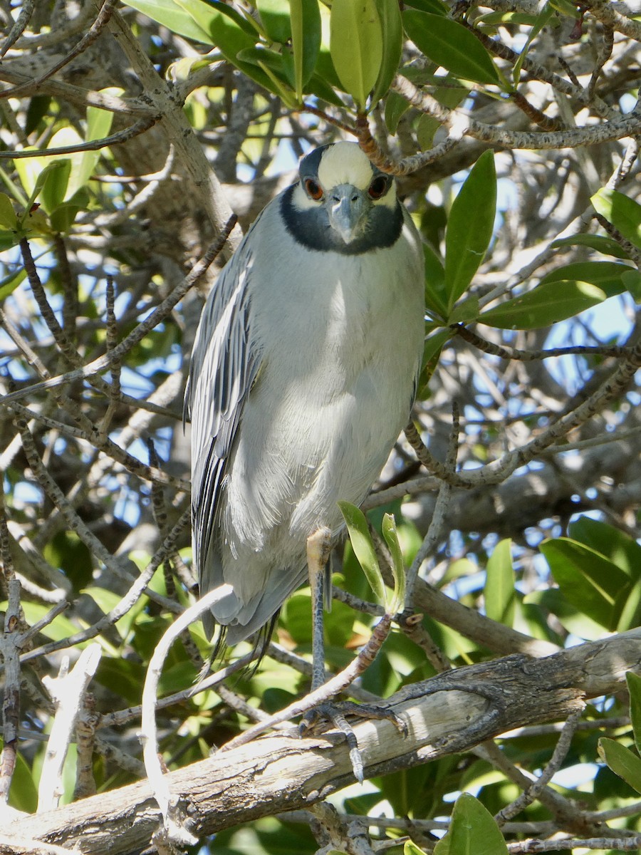 Yellow-crowned Night Heron - ML614816678