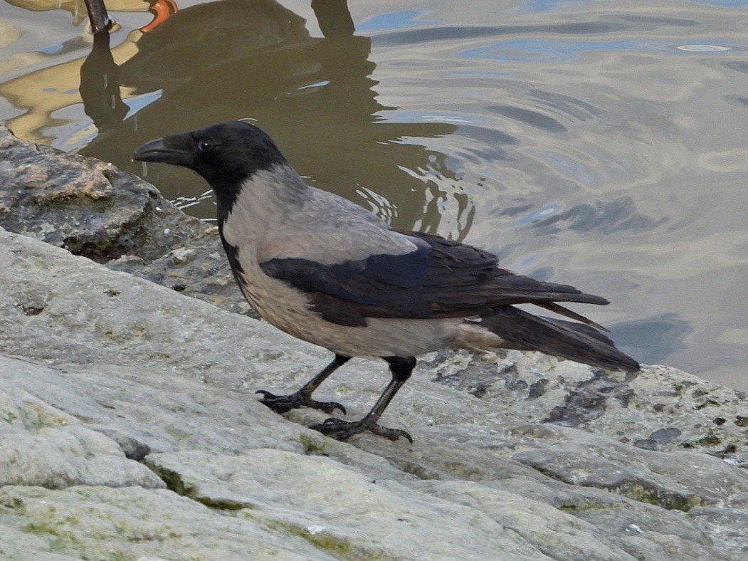 Hooded Crow - Ivan V