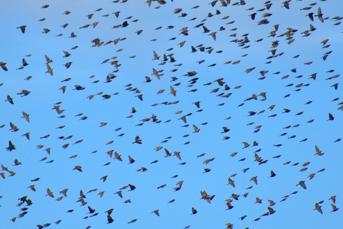 blackbird sp. - ML614816748