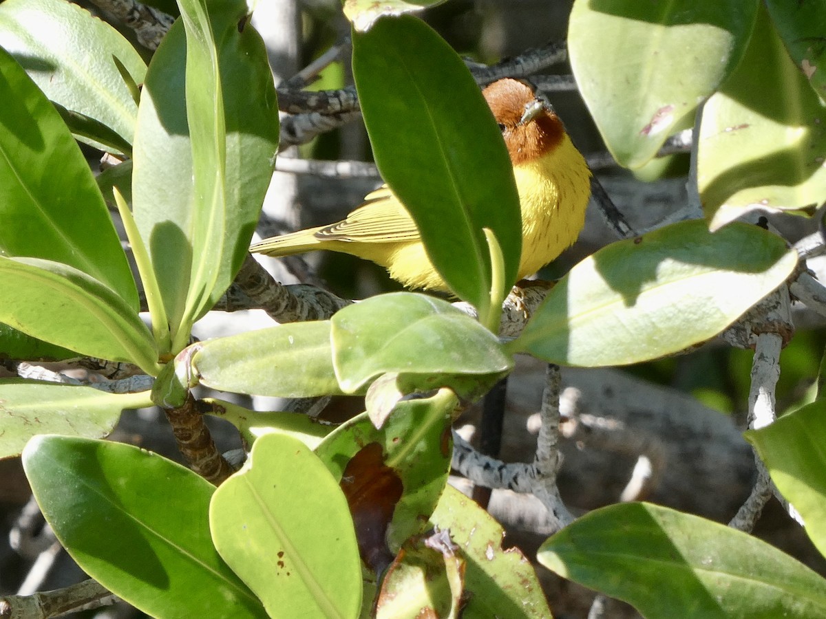 gulparula (erithachorides gr.) (mangroveparula) - ML614816749