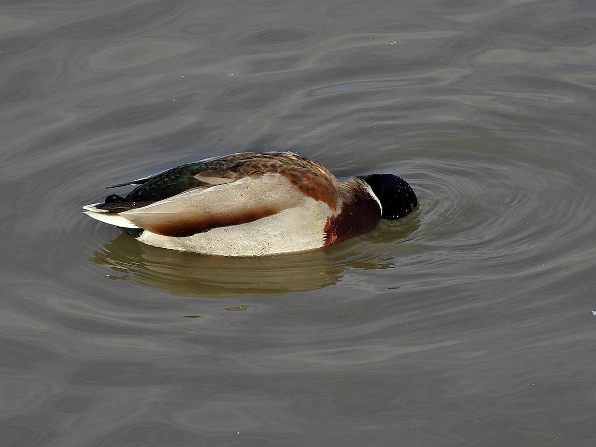 Canard colvert - ML614816750