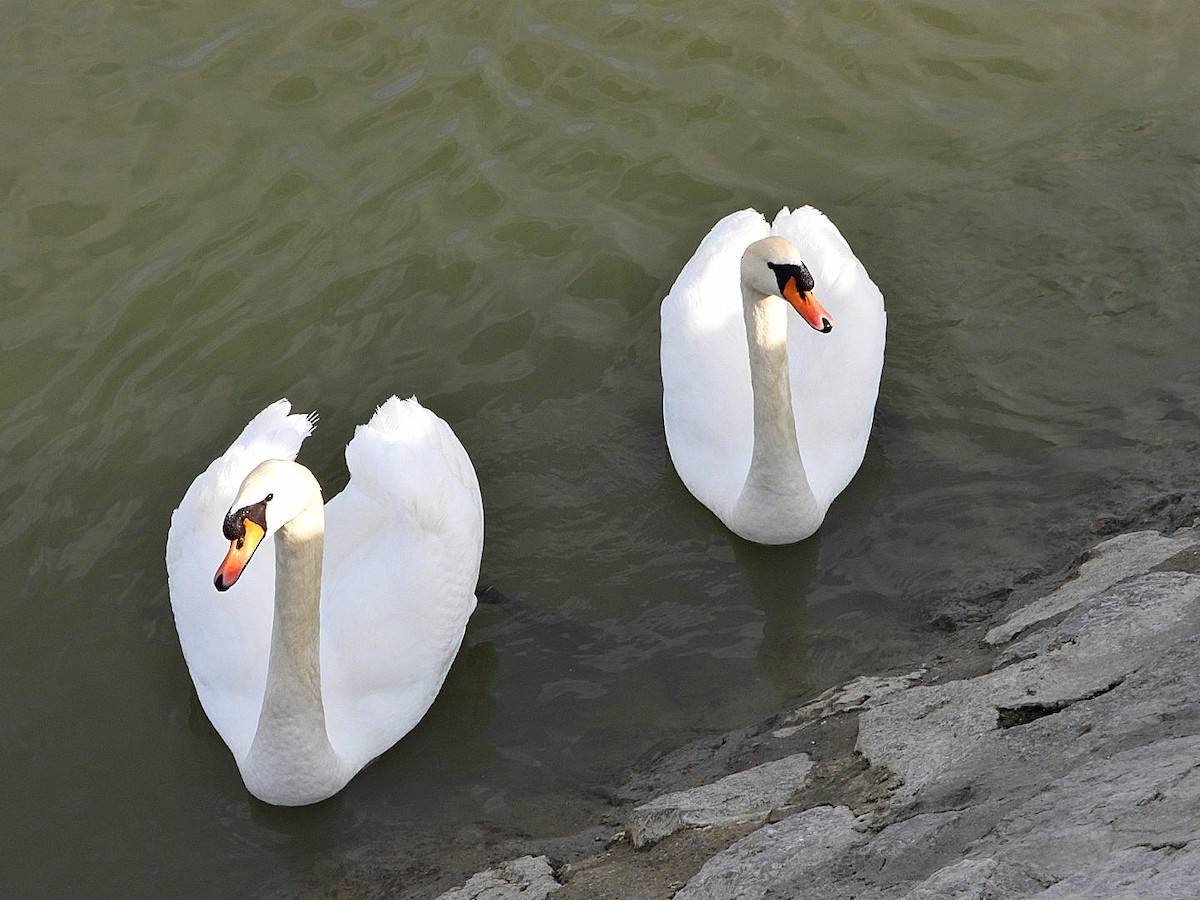 Mute Swan - ML614816753