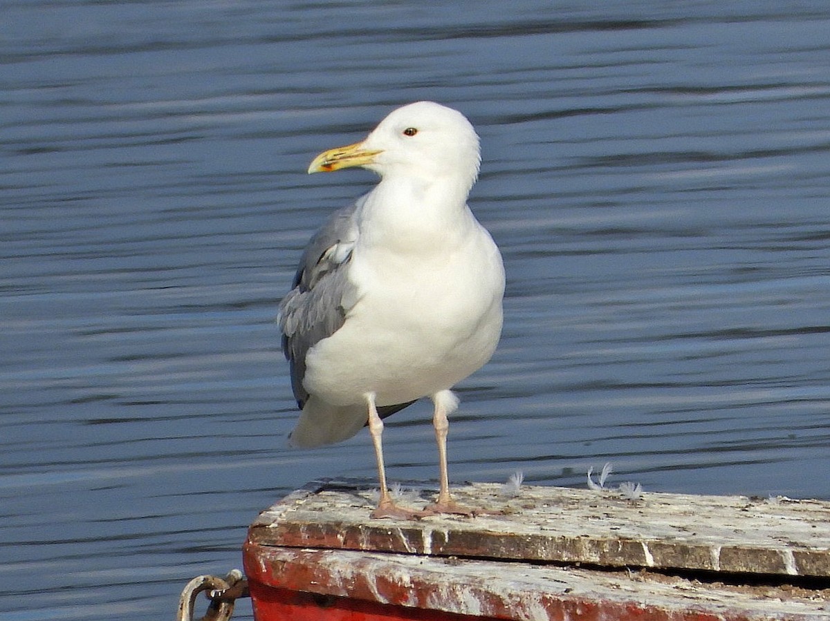 Gaviota Patiamarilla - ML614816757