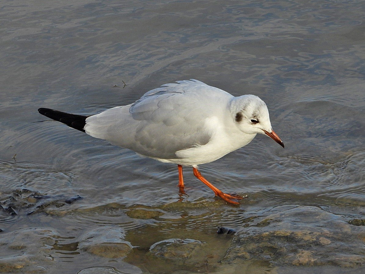 Mouette rieuse - ML614816769