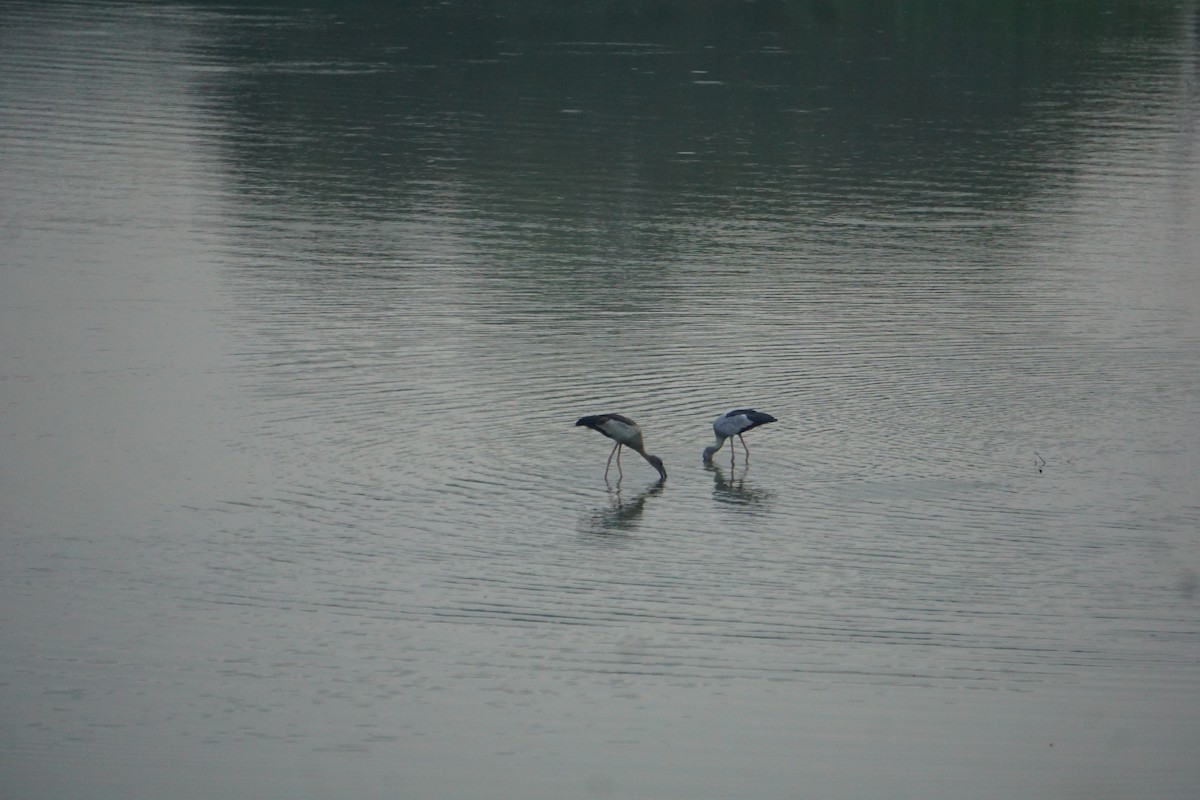 Asian Openbill - ML614816771