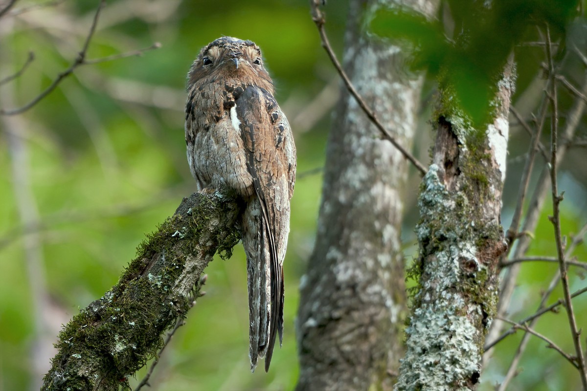 Common Potoo - Martjan Lammertink