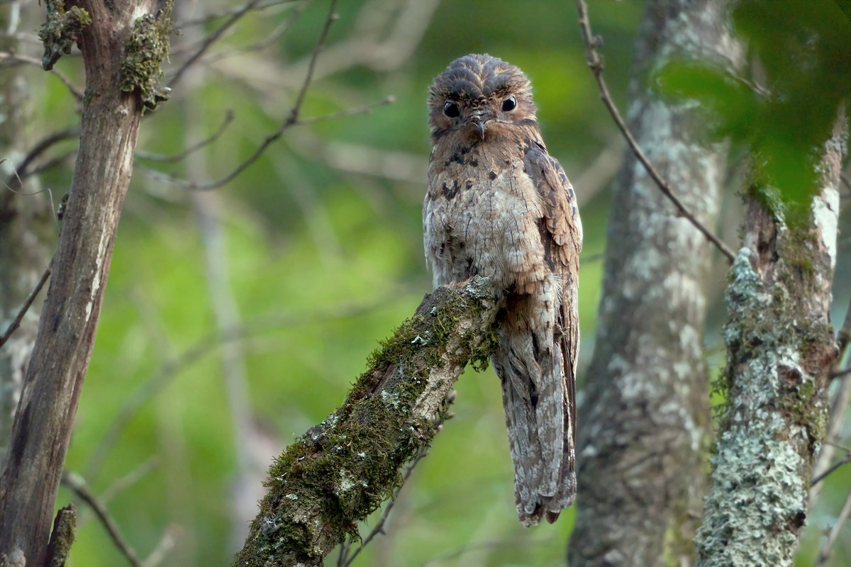 Common Potoo - ML614816791