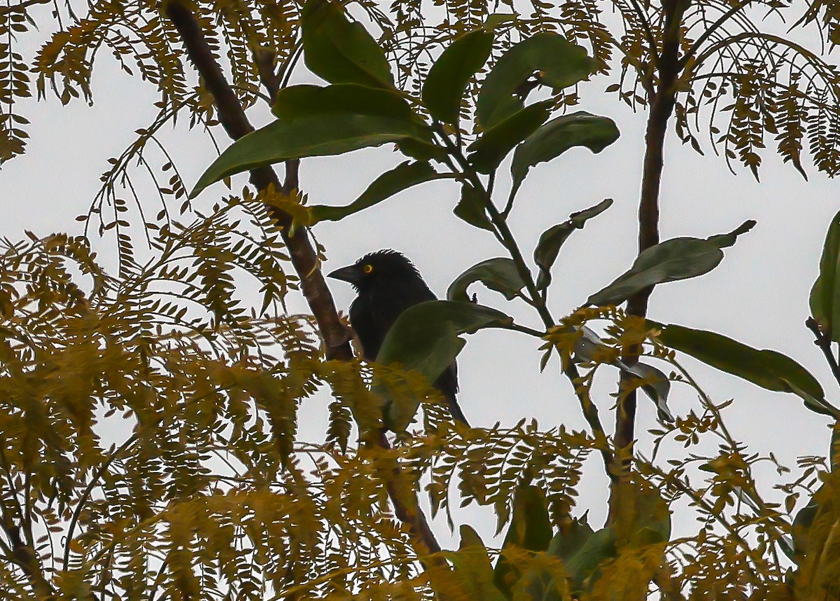 Vieillot's Black Weaver - ML614816802