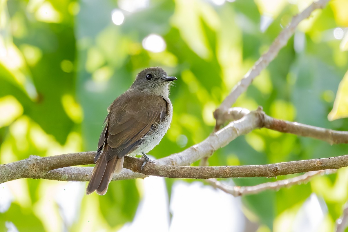 Sumba Jungle Flycatcher - ML614816804