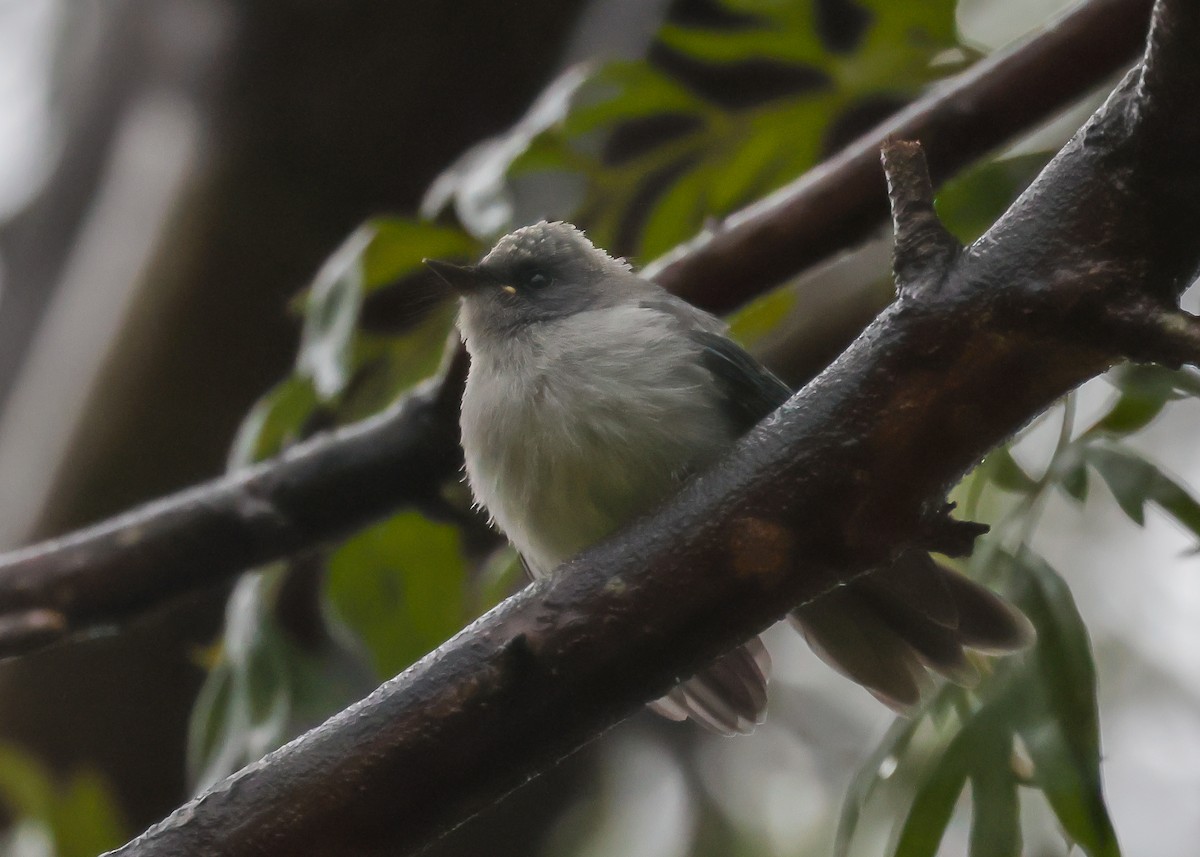 African Blue Flycatcher - Ian Burgess