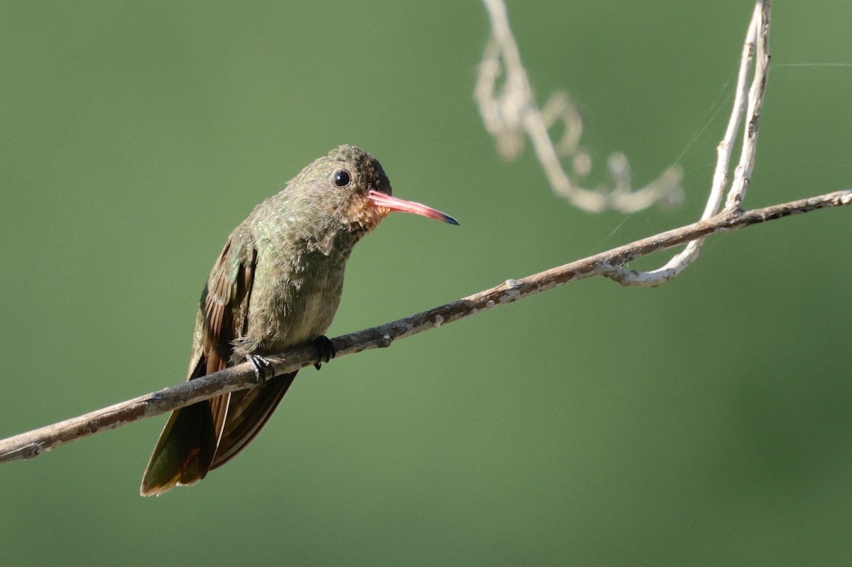 Gilded Hummingbird - ML614816825