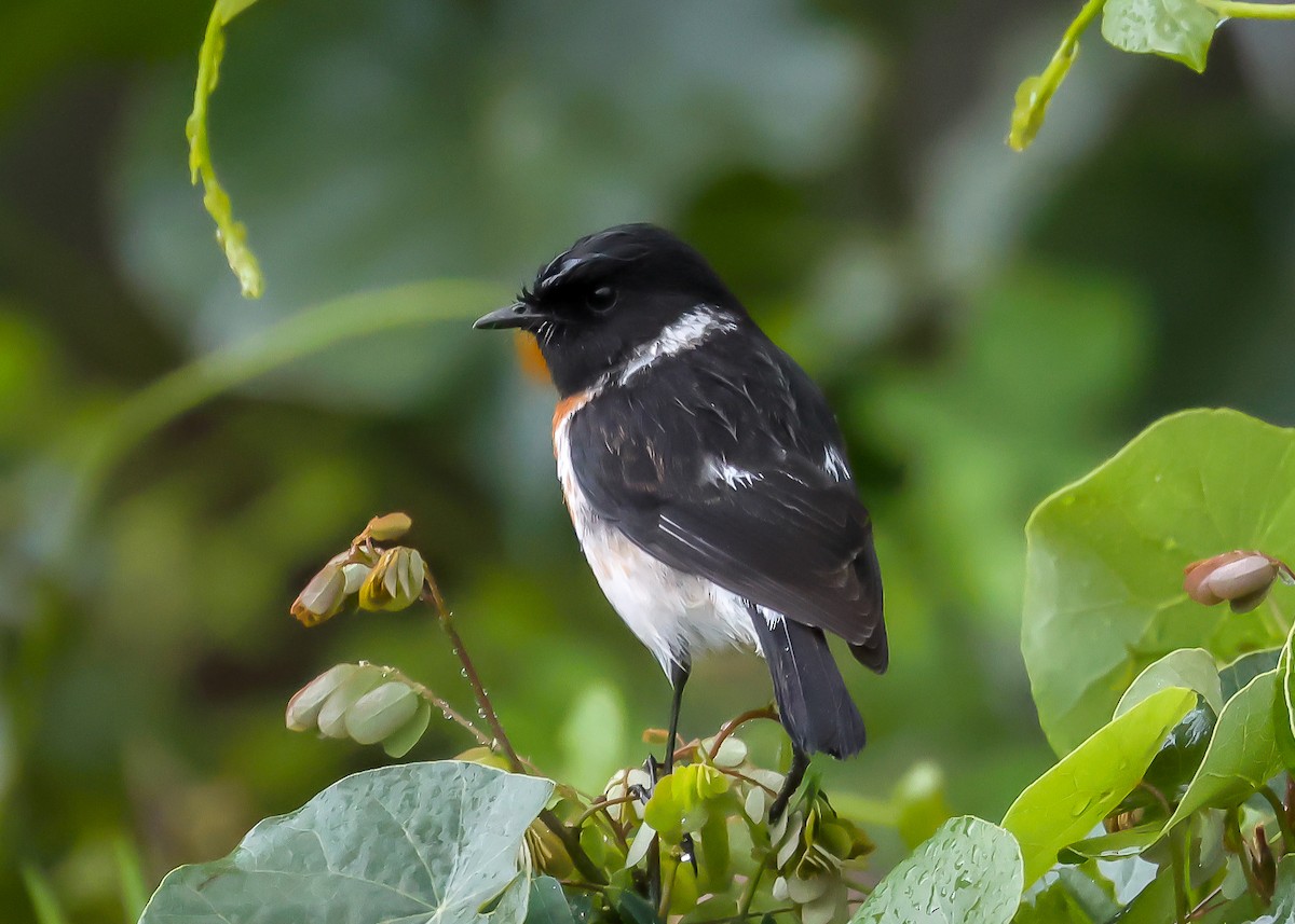 African Stonechat - ML614816846