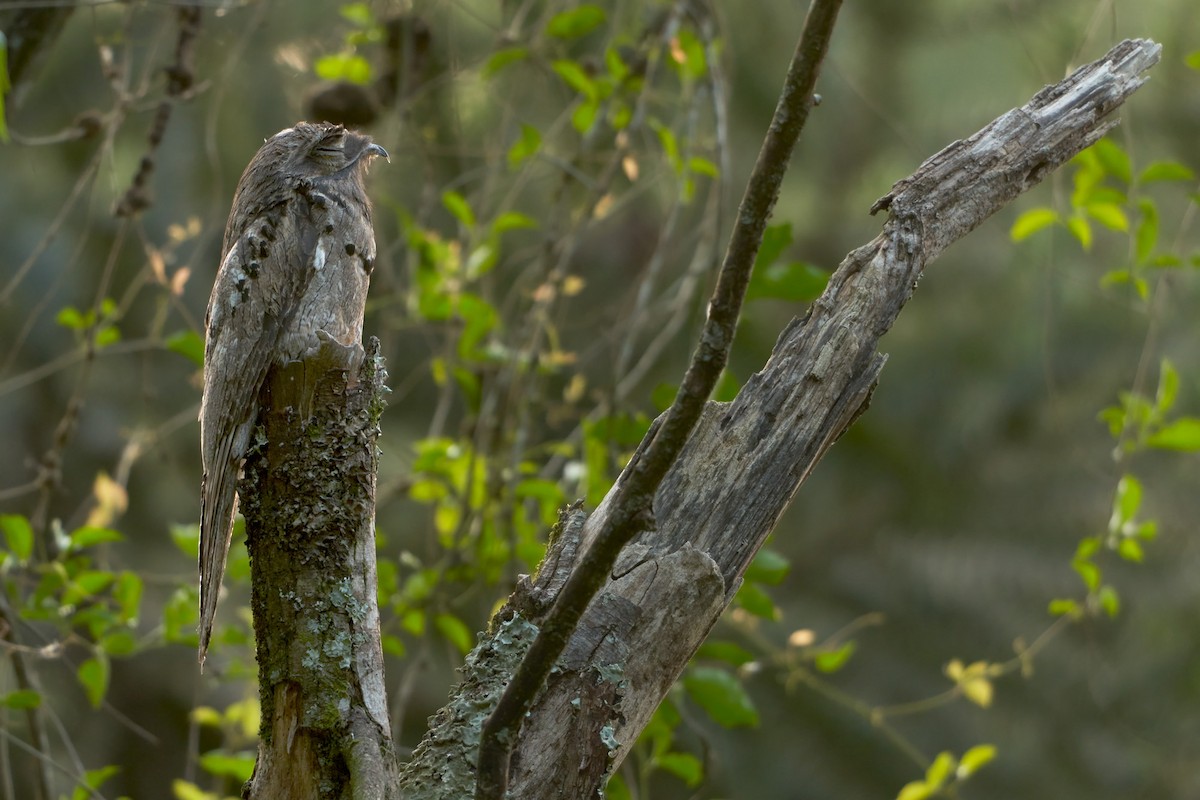 Common Potoo - Martjan Lammertink