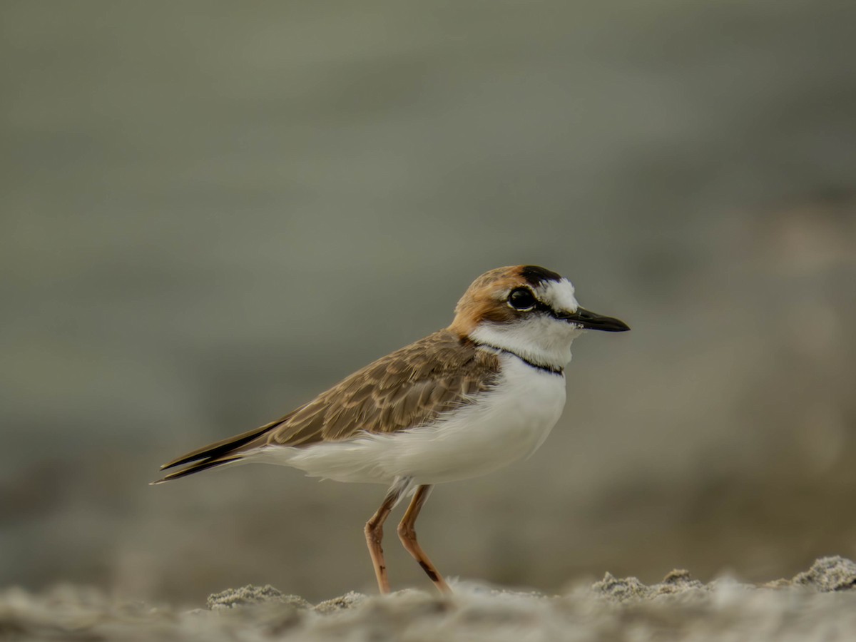Collared Plover - ML614816913