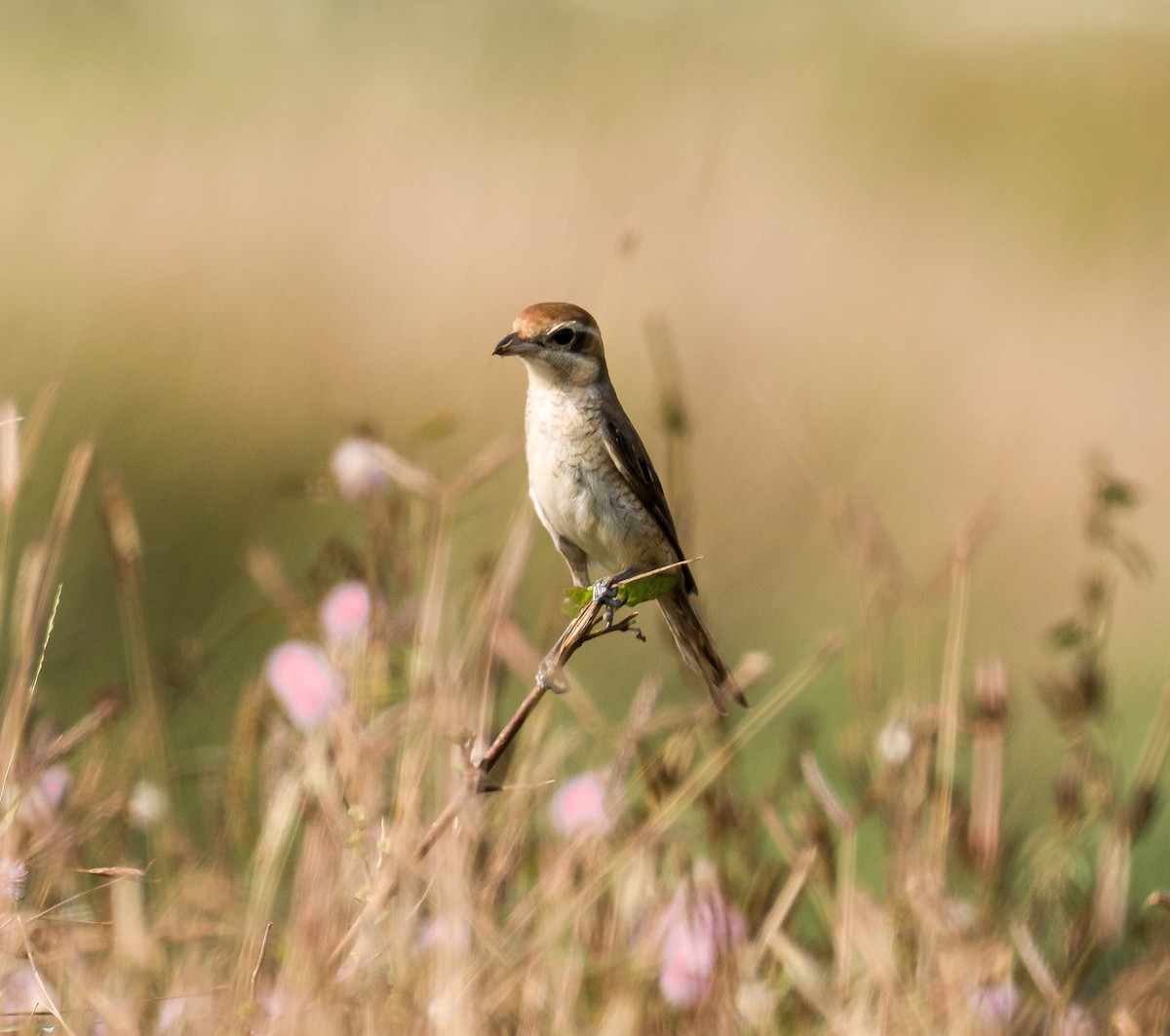 Brown Shrike - ML614816923