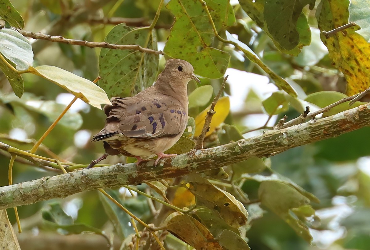 Plain-breasted Ground Dove - ML614816934