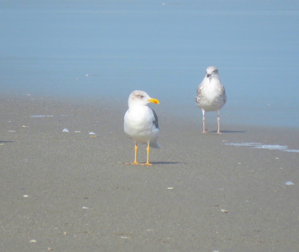 Lesser Black-backed Gull - ML614816999