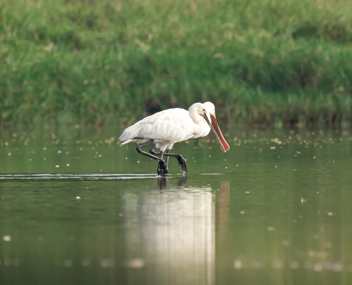 Eurasian Spoonbill - ML614817005